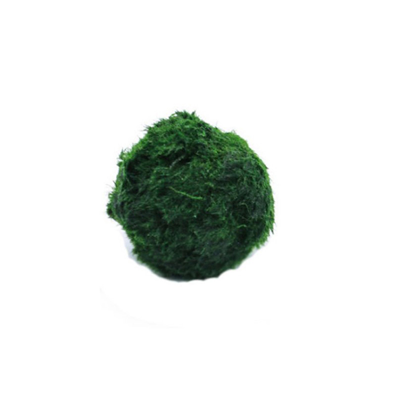 Planted Aquarium Maintenance - Boules de mousse Marimo vivantes 3-4cm,