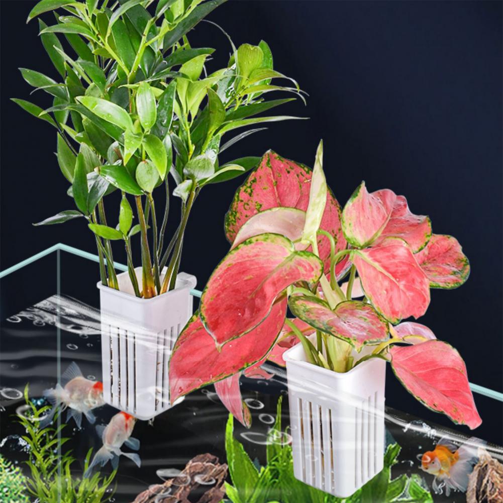 Pot de culture hydroponique mu - Aquarium Planted Wall avis et prix