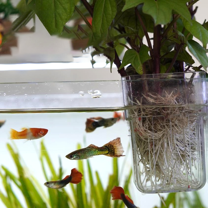 Pot de culture hydroponique mu - Aquarium Planted Wall avis et prix