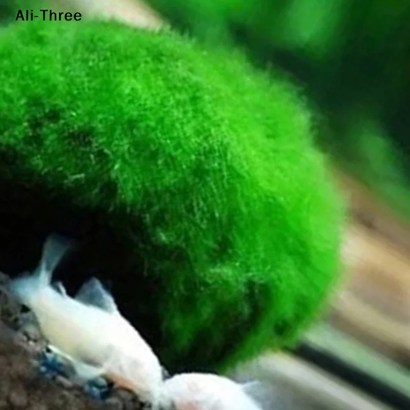 1 pièce Boules de mousse de 3- - Planted Aquarium Maintenance avis et prix