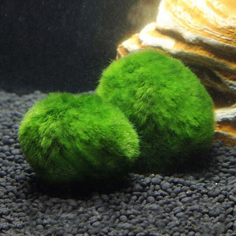 1 pièce Boules de mousse de 3- - Planted Aquarium Maintenance avis et prix