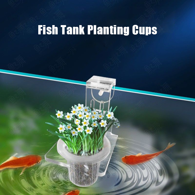 Gobelets de plantation d'aquar - Aquarium Planted Wall avis et prix