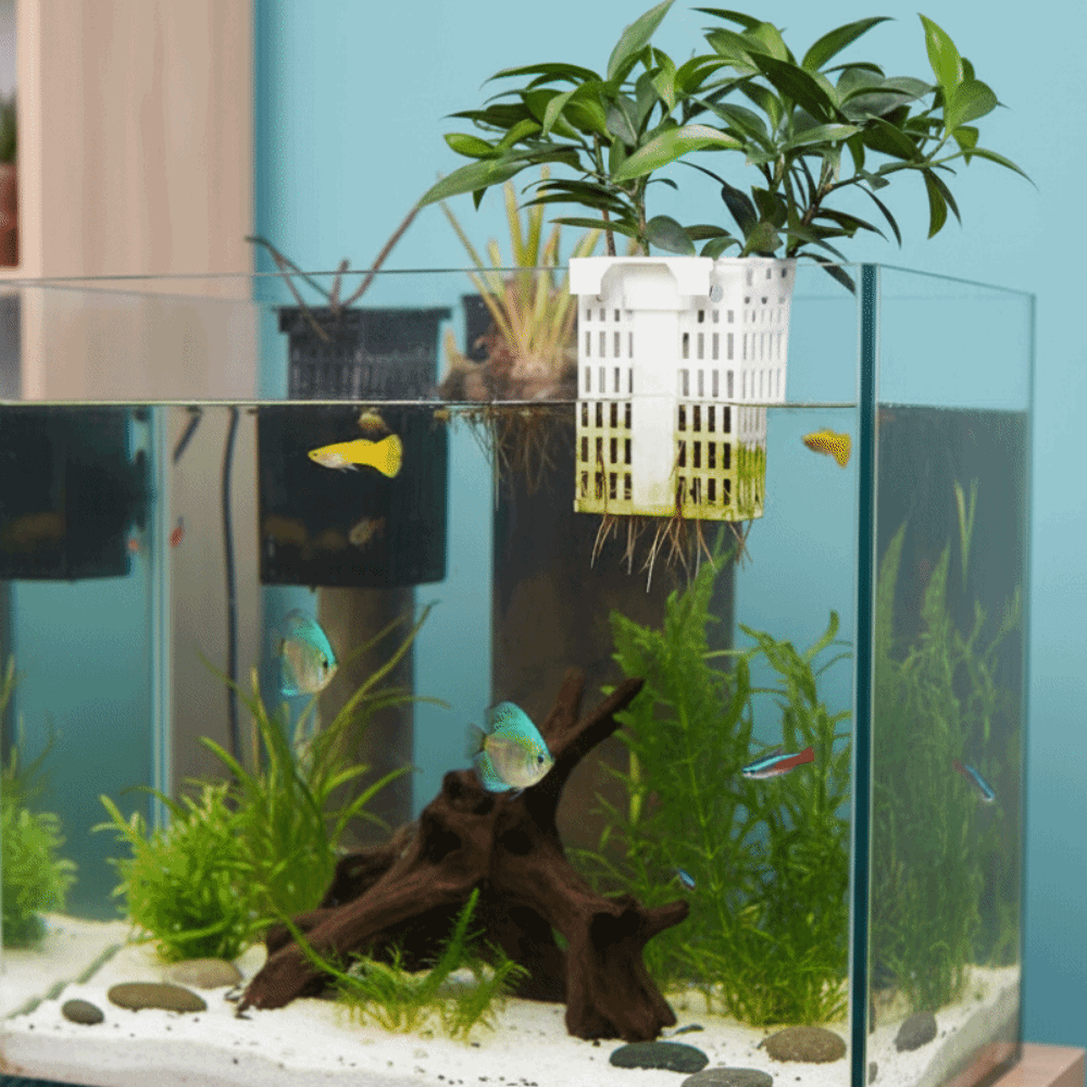 Support mural polyvalent exten - Aquarium Planted Wall avis et prix