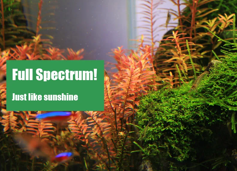 Chihiros série C ADA Style pla - Aquarium Plant Light avis et prix
