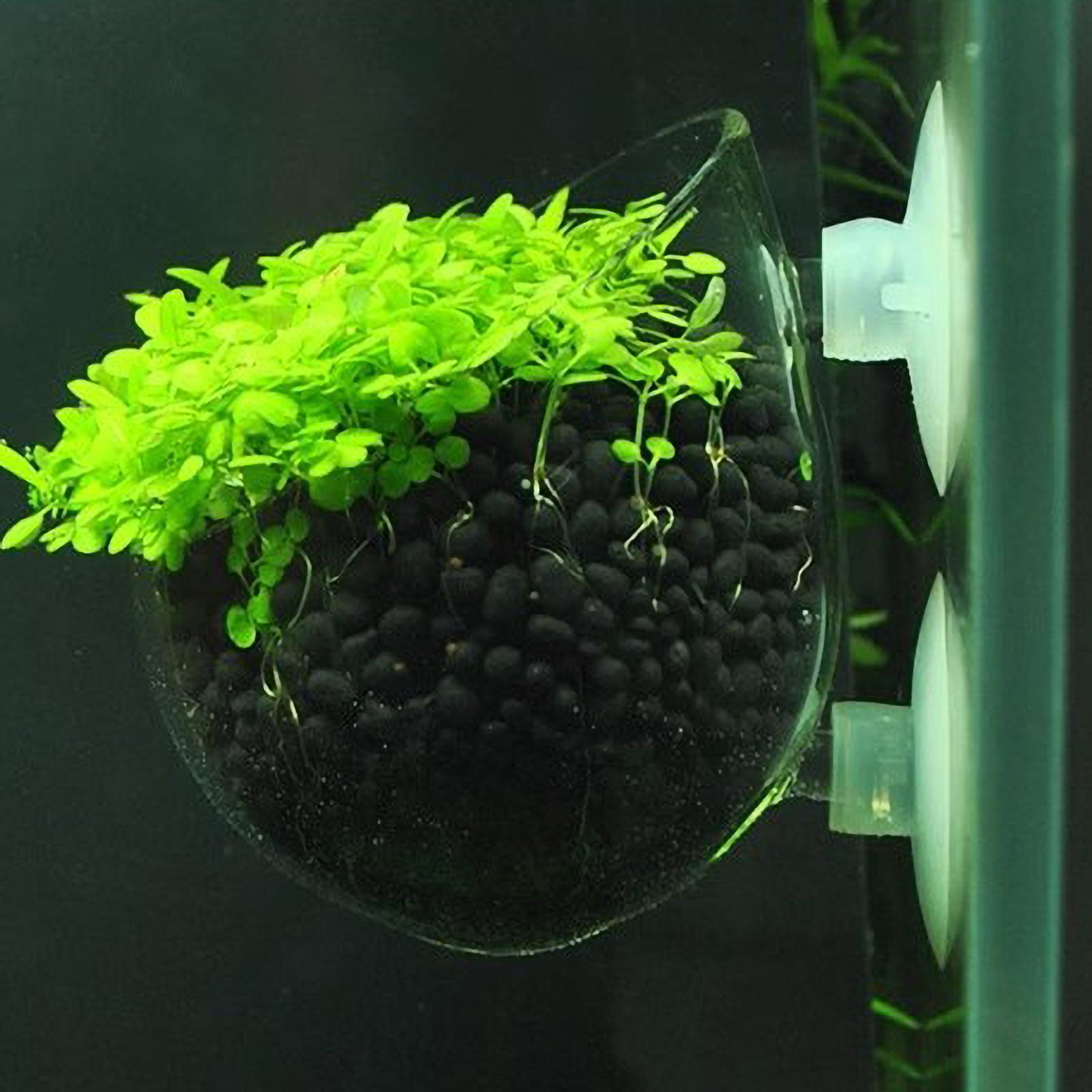 Pot de plantes en verre pour a - Planted Aquarium Maintenance avis et prix