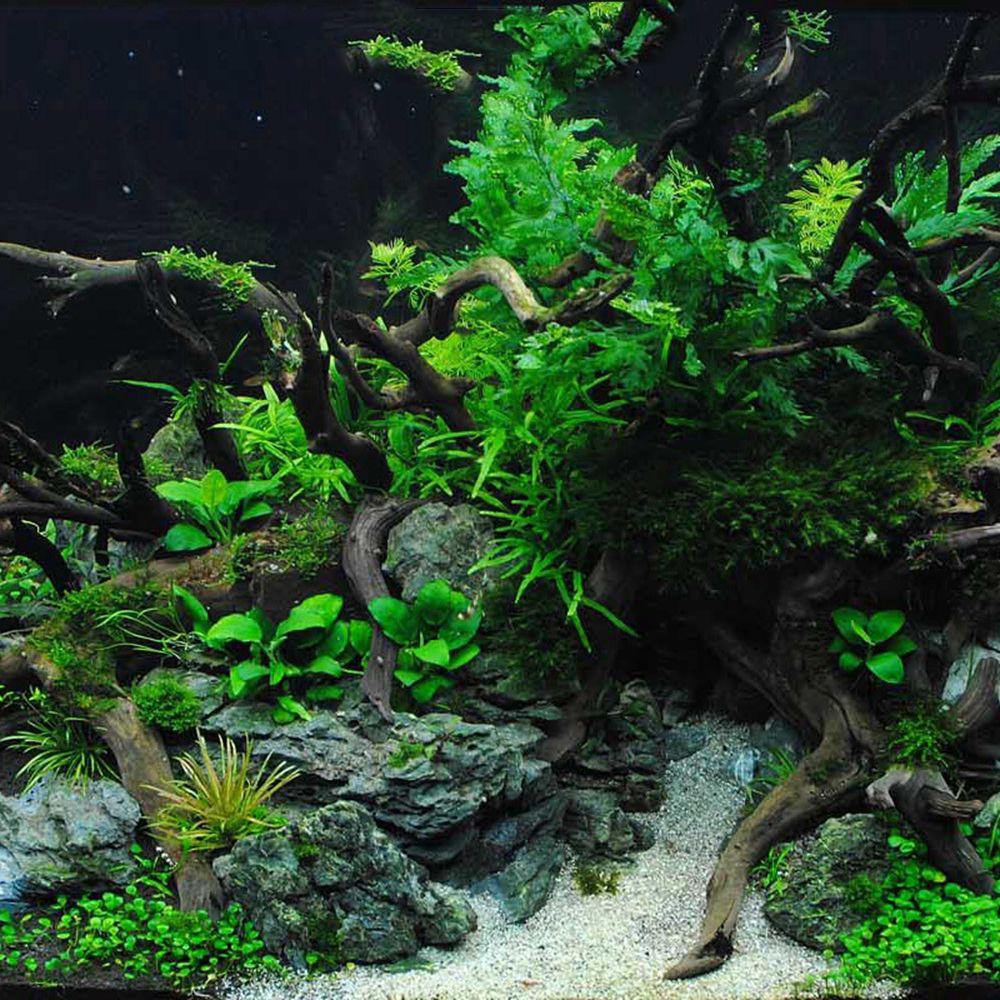 Bois N1N aménagement paysager  - Aquarium Plant Roots avis et prix