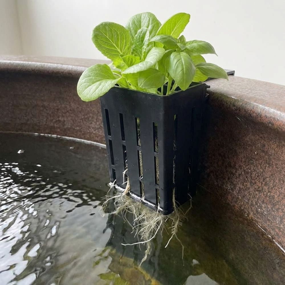 Panier mural pour plantes d'aq - Aquarium Planted Wall avis et prix