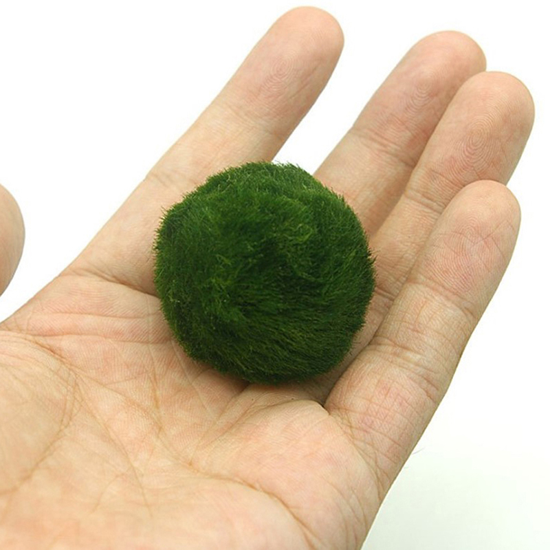 Boules de mousse Marimo, plant - Planted Aquarium Maintenance avis et prix