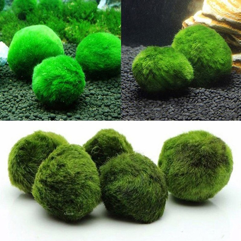 Boules de mousse Marimo vivant - Planted Aquarium Maintenance avis et prix