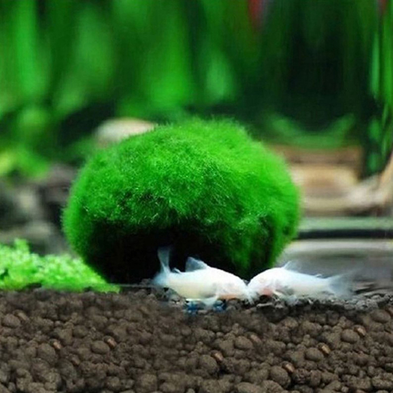 Boules de mousse Marimo vivant - Planted Aquarium Maintenance avis et prix