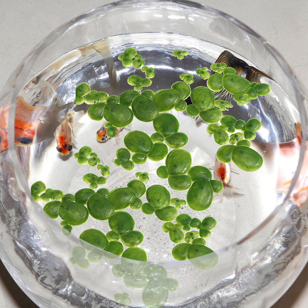 Lot de 6 plantes artificielles - Aquarium Plant Roots avis et prix