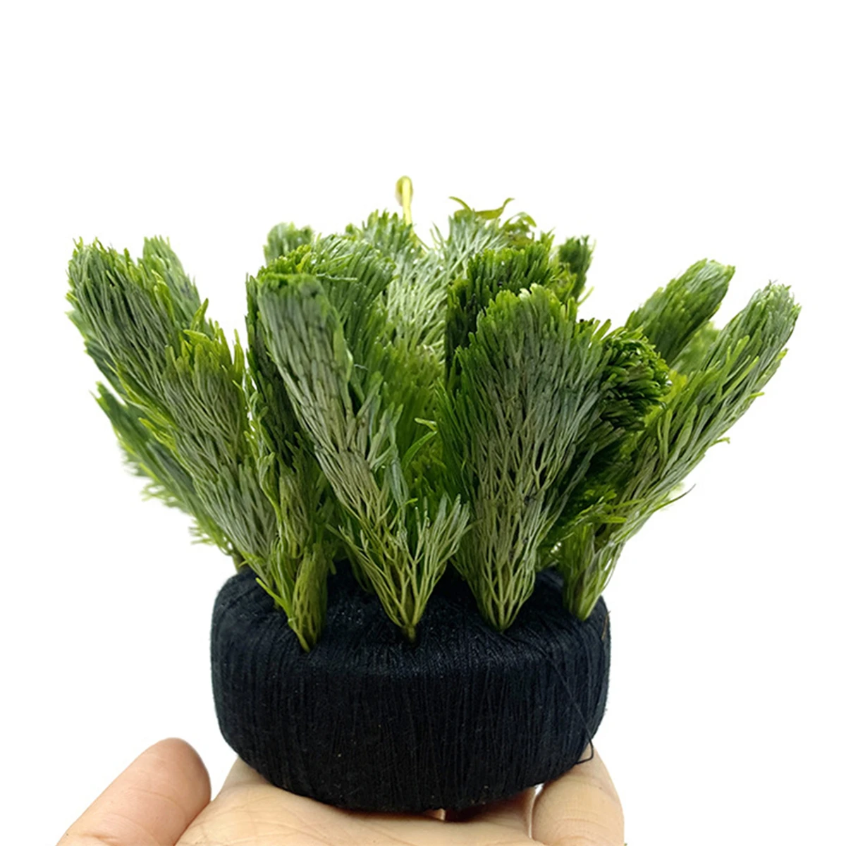 Substrat de culture de plantat - Aquarium Plant Roots avis et prix