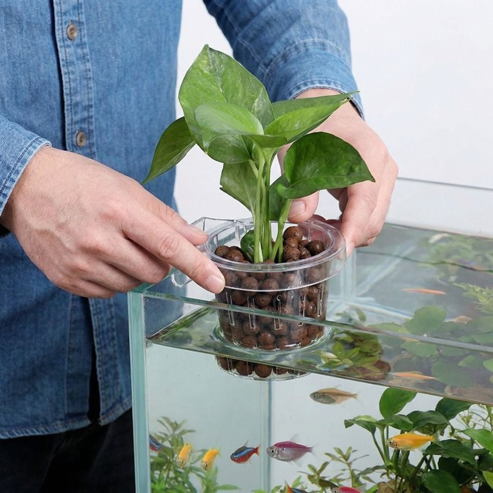Panier de plantation transpare - Aquarium Planted Wall avis et prix